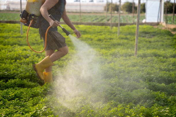 Wasp Removal Services in Arnaudville, LA